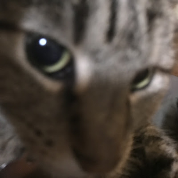 Meet your Posher, Lila - Picture 1 of 1